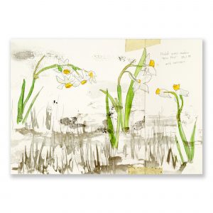 Wild Narcissi